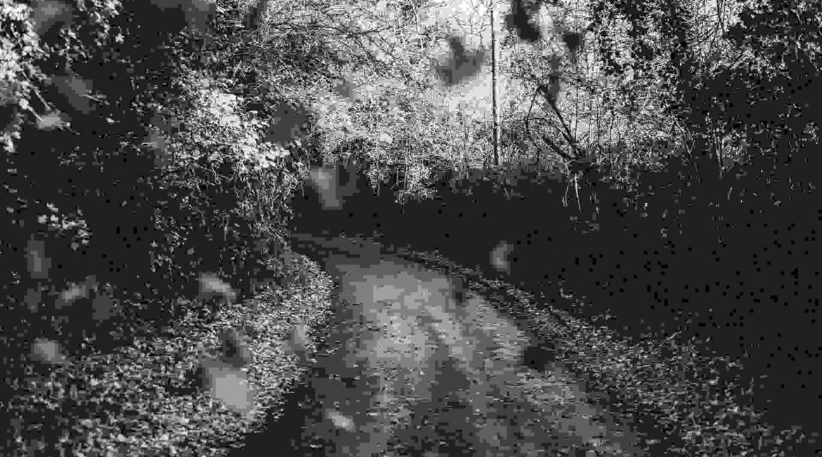 Road in woods