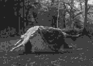 Levitating woman in woods